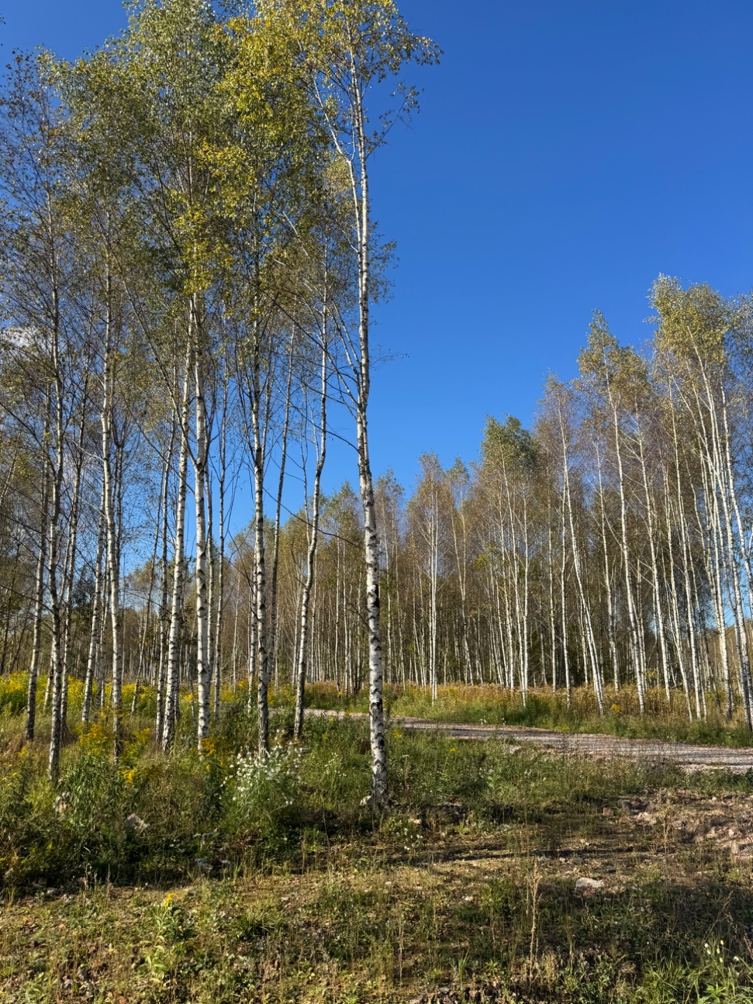 Продается ухоженный участок 10 соток в 10 мин. от Чехова! 

Мы продаем не просто участок, а возможность изменить качество жизни для вас и вашей семьи.

· Гармония с природой и городом: Всего 10 км от Чехова — и вы в другом мире. 
· Простор для творчества: 10 соток — это достаточно места для просторн